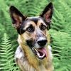 cooper_pupster
