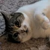 mia_161025