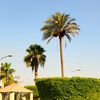 ayousha207