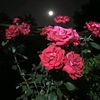 ݺ،حلومه🌷