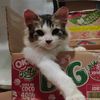 tiktokucing_53771