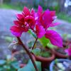 ann_072120
