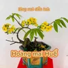 Hoangmaihue