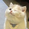 kittens887