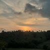 pisang_moleng1