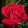 md.alomgir338