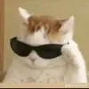 caiox_4444444444