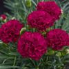 malak83639