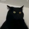 thefroggo4
