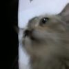mamzzx_01