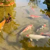 vuonkoi