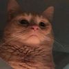 orangeasscat