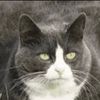 floppycatto22