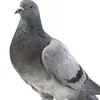 edbzrp