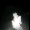 sonua_2011_13
