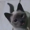 ykxwm_
