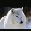 wolfold97