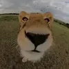 huhupqhuyy