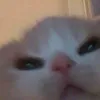 _zyyitnoii