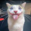 raajah11