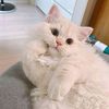asleah.diamla