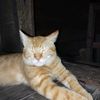 rohimanrohim685