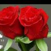 user5259017102338