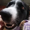 ilpuffoblu0