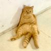 Memeow