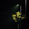 ali_asghar0011