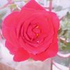 sadiya.islam7358