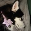 harmonious_tunes