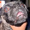 broits_koda