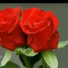smarthh59