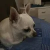 ibraborg