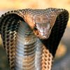 cobra_829