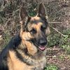 german_shepherd_xenia