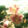 wl_ll8