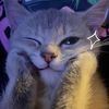 uhpookiebear