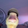 mr_duckington
