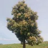 cu.bnh9940
