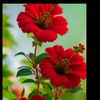 jeya7554