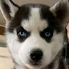 Huskiesonthefarm