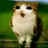 cute.meowl.6
