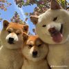 ngoan_xinh_yeuu3