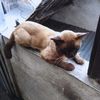 hima_laya82