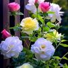rose.m6961
