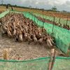 ubays_farmtubaba
