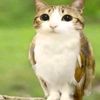 rice_790