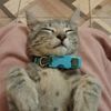 amo_a_mi_gato0